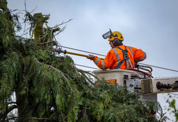  Soap Lake, WA Tree Care Pros