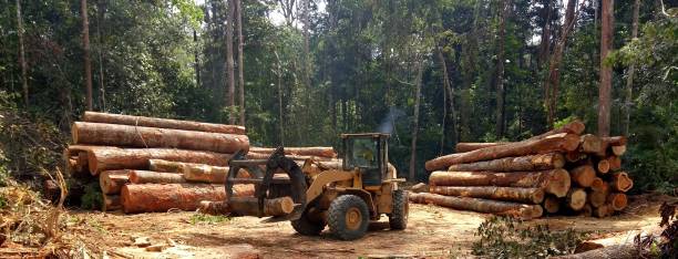 How Our Tree Care Process Works  in  Soap Lake, WA